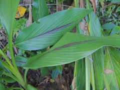 Curcuma zedoaria