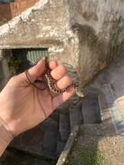 Hemorrhois hippocrepis