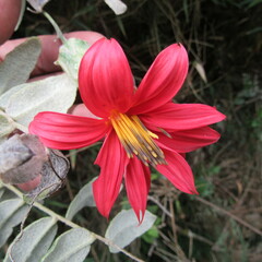 Mutisia clematis