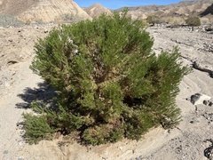 Peucephyllum schottii