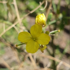 Brassica rapa