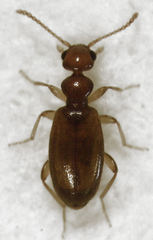 Pseudocyclodinus glaber