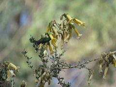 Cantua buxifolia