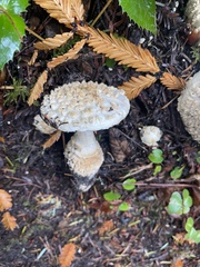Amanita cokeri