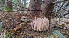 Alloclavaria purpurea