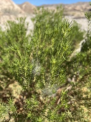 Peucephyllum schottii