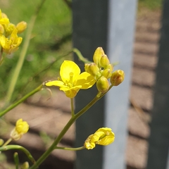 Brassica rapa