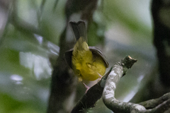 Basileuterus culicivorus