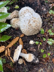 Amanita cokeri