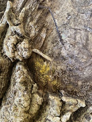 Amoebozoa