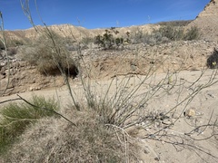 Hoffmannseggia microphylla