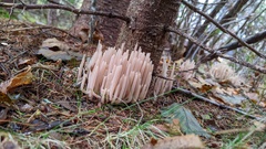 Alloclavaria purpurea