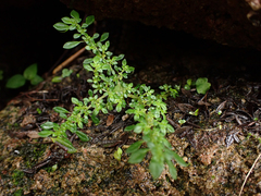 Pilea microphylla