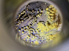 Amoebozoa