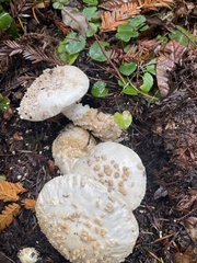 Amanita cokeri