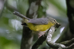 Basileuterus culicivorus