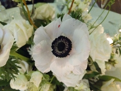 Anemone