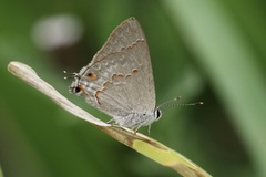 Strymon rufofusca