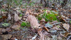 Alloclavaria purpurea