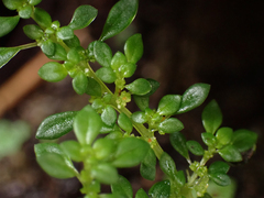 Pilea microphylla