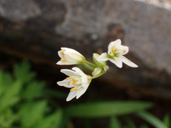 Nothoscordum