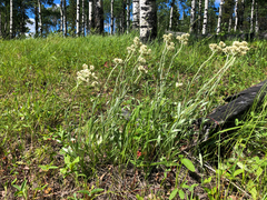 Antennaria anaphaloides