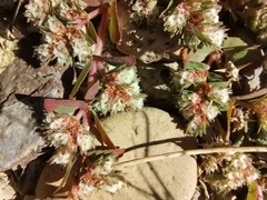Euphorbia indivisa