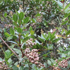 Miconia ligustrina
