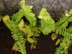 Nephrolepis cordifolia