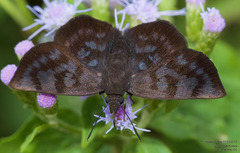 Pellicia arina