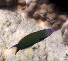 Thalassoma lunare