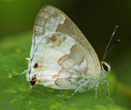 White Scrub-Hairstreak photo 3