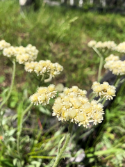 Antennaria anaphaloides