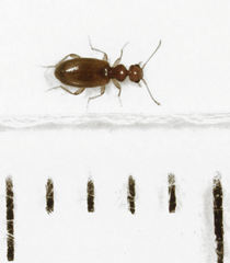 Pseudocyclodinus glaber