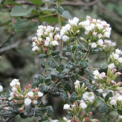 Chromolaena bullata