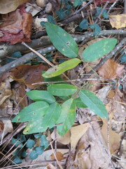 Centrosema arenicola