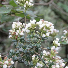 Chromolaena bullata