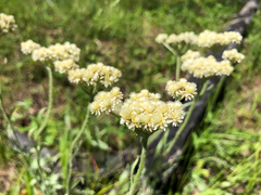 Antennaria anaphaloides