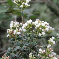 Chromolaena bullata