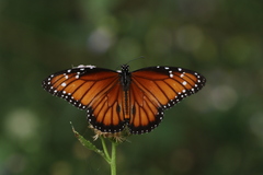 Danaus eresimus