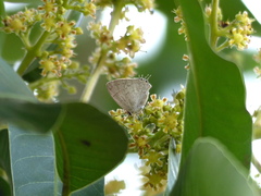 Symbiopsis lenitas