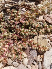 Euphorbia indivisa
