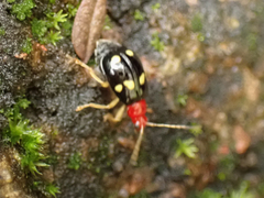 Gynandrobrotica lepida
