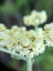 Antennaria anaphaloides