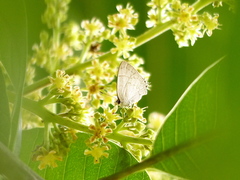 Symbiopsis lenitas