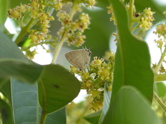 Symbiopsis lenitas