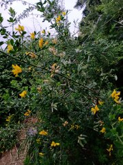 Genista monspessulana