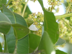 Symbiopsis lenitas