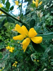 Genista monspessulana