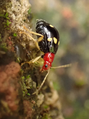 Gynandrobrotica lepida